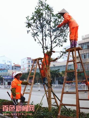 广西:靖西县实施城东路绿化带改造工程- 园林资讯 - 园林网