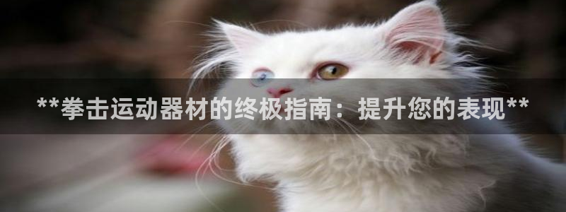 意昂体育3是干嘛的公司：**拳击运动器材的终极指南：